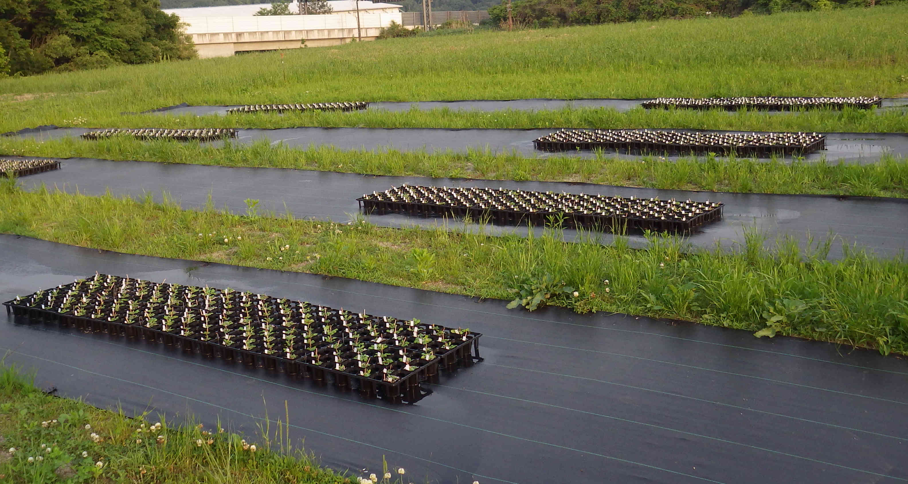 Field experiment using Arabidopsis thaliana accessions. Modified from Sato et al. (2021) Heredity